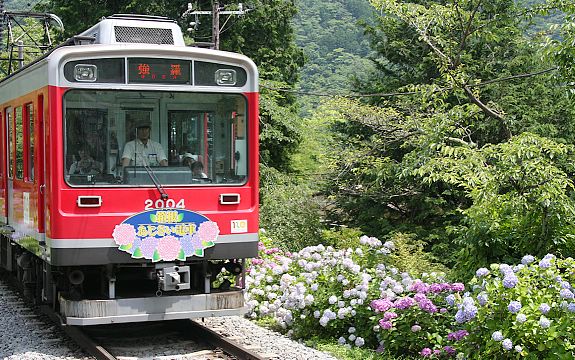 The "Hydrangea Train", photo courtesy of Japan Guide